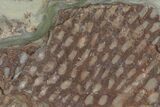 Ordovician Graptolite (Araneograptus) Plate - Morocco #116749-1